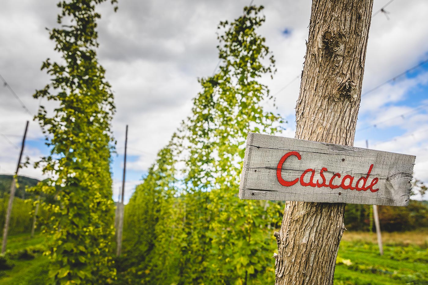 cascade-hop-field-PT5QBDV