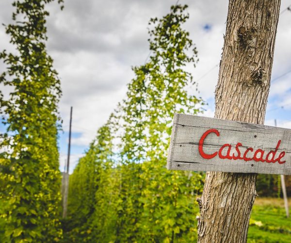 cascade-hop-field-PT5QBDV